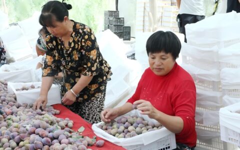 新疆库车市8000亩新梅进入采摘期