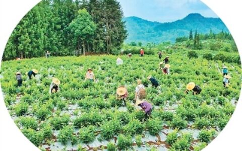 湖北来凤推动“藤茶+”文旅融合